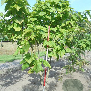 Catalpa bignonioides 175-200 cm draadkluit meerstammig solitair