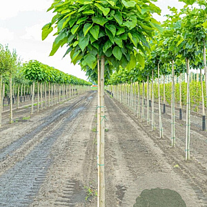 Catalpa bignonioides 'Nana' 12-14 cm draadkluit 225 cm stam 