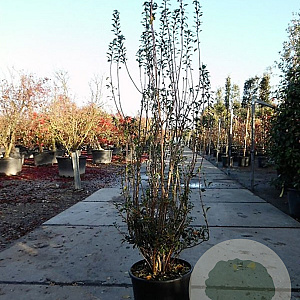 Enkianthus campanulatus 125-150 cm 20L