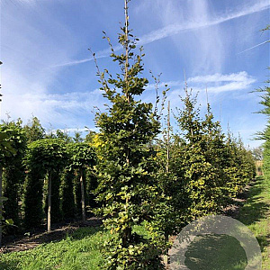 Fagus sylvatica 16-18 cm draadkluit geveerd