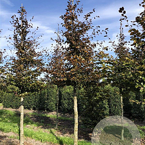 Fagus syl. 'Atropunicea' 25-30 HO draadkluit