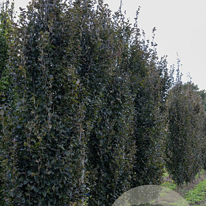 Fagus syl. 'Dawyck Purple' 12-14 cm draadkluit geveerd