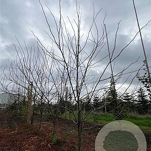 Gleditsia triac. 'Skyline' 350-400 cm draadkluit meerstammig