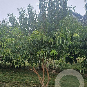 Heptacodium miconioides 250-300 cm container meerstammig