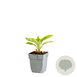 Hydrangea anomala petiolaris 125-150 cm 20L 3 stok