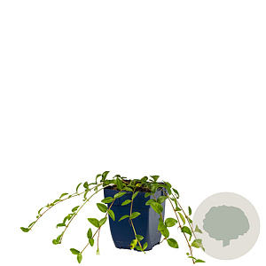 Koelreuteria paniculata 125-150 cm 50L