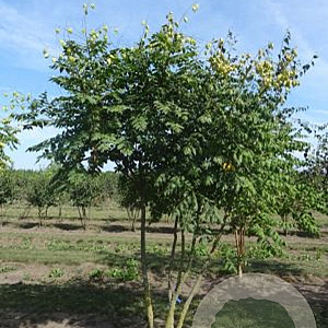 Koelreuteria paniculata 175-200 cm draadkluit meerstammig solitair