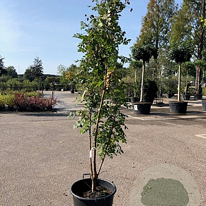 Koelreuteria paniculata 175-200 cm cont. 110L meerstammig