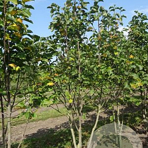 Magnolia 'Galaxy' 250-300 cm draadkluit meerstammig 100-150 breed