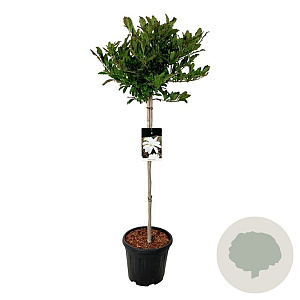 Magnolia stellata 80 cm stam 15L