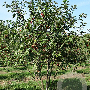 Malus 'Evereste' 150-175 cm draadkluit meerstammig