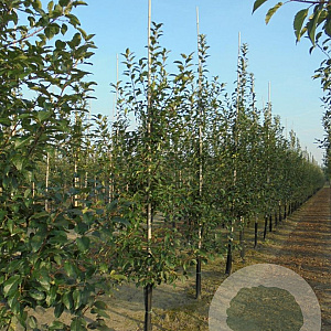 Malus 'Red Sentinel' 12-14 cm draadkluit geveerd
