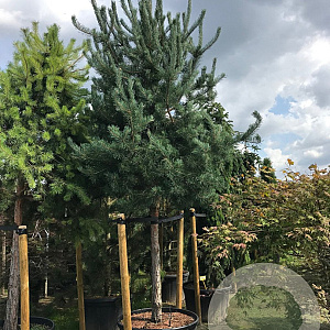 Pinus sylvestris 18-20 HO draadkluit