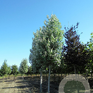 Populus canesc. 'De Moffart' 20-25 HO draadkluit