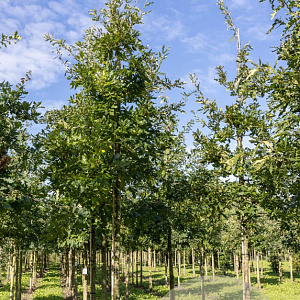 Quercus cerris 10-12 HO draadkluit