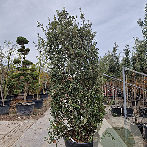 Quercus ilex 250-300 cm cont. 150L meerstammig