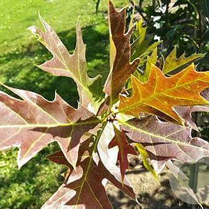 Quercus 'Mauri' 14-16 HO draadkluit