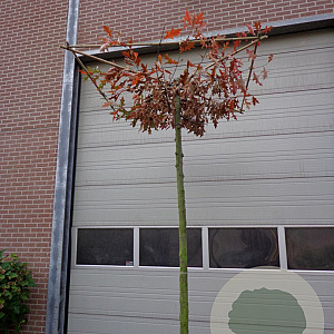 Quercus palustris 12-14 HO draadkluit dakvorm 130x130