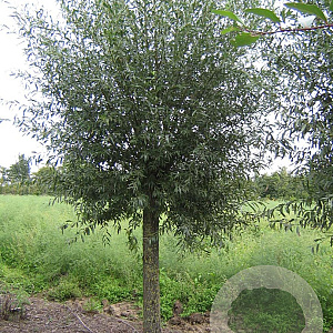 Salix alba 16-18 HO draadkluit Knotvorm 240 cm stam