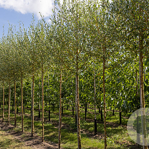 Salix alba 'Chermesina' 14-16 cm draadkluit 225 cm stam 