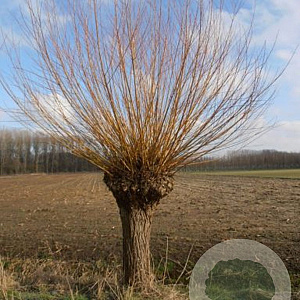 Salix alba 'Chermesina' 16-18 cm draadkluit 225 cm stam 