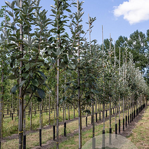Sorbus aria 'Magnifica' 12-14 HO draadkluit