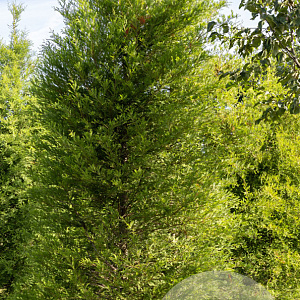 Taxodium distichum 18-20 cm draadkluit geveerd