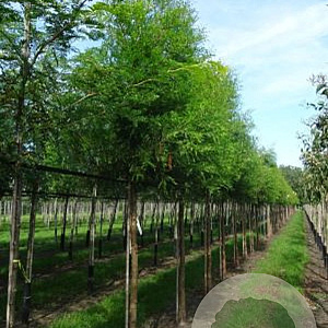 Taxodium distichum 30-35 HO draadkluit