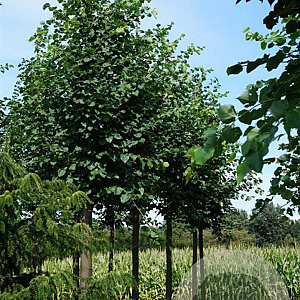 Tilia cordata 16-18 HO draadkluit