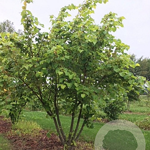 Tilia cordata 'Winter Orange' 250-300 cm draadkluit meerstammig 100-150 breed