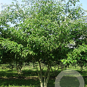 Cornus alternifolia 175-200 cm draadkluit meerstammig solitair