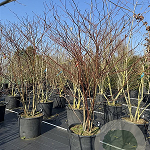 Cornus alternifolia 200-250 cm cont. 110L MPS