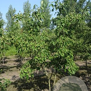 Cornus k. 'China Girl' 175-200 cm draadkluit meerstammig solitair