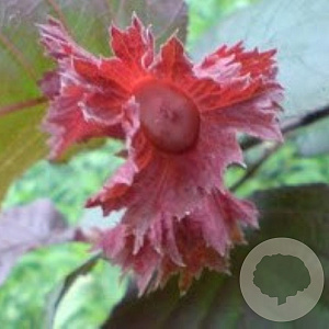 Corylus 'Rode Zellernoot' 300-350 cm draadkluit meerstammig