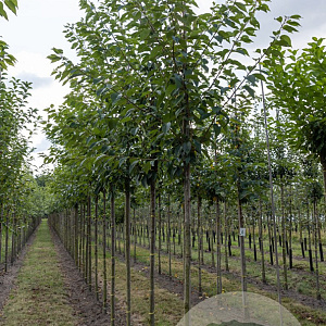 Prunus ser. 'Kanzan' 12-14 cm draadkluit 225 cm stam 