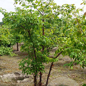 Acer griseum 175-200 cm draadkluit meerstammig solitair