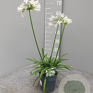 Agapanthus Eydori White GM P15