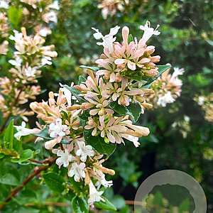 Abelia chinensis 125-150 cm 50L