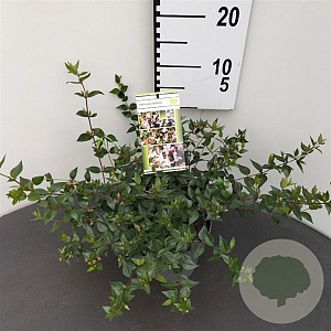 Abelia grandiflora 25-30 cm 2,5L