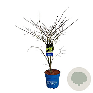 Acer Arctic Jade 125-150 cm 15L