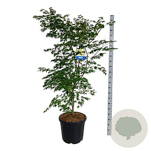 Acer Arctic Jade 150-175 cm cont. 55L extra