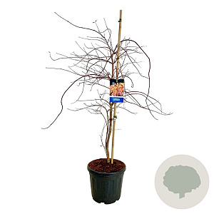 Acer Ice Dragon 125-150 cm 30L extra