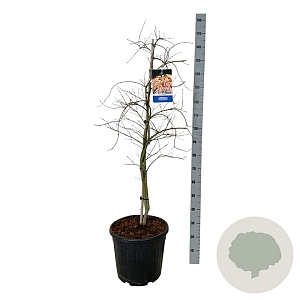 Acer Ice Dragon 150-175 cm 30L extra