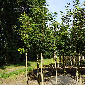 Acer pseudoplatanus 12-14 HO draadkluit