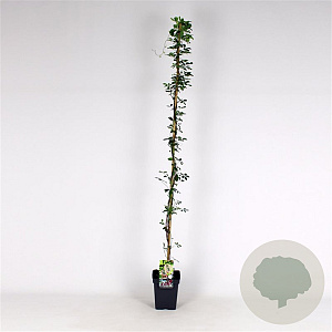 Akebia quinata 150-175 cm 5,0L