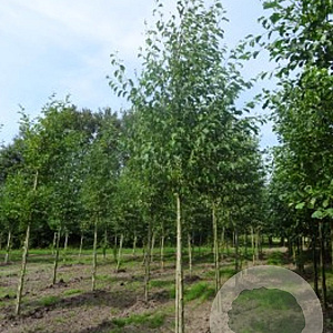 Alnus incana 10-12 HO draadkluit