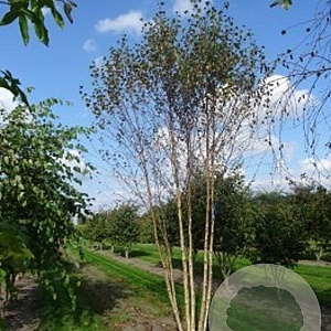 Betula pubescens 450-500 cm draadkluit meerstammig