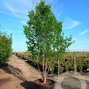 Betula albosin. 'Fascination' 250-300 cm cont. 180L