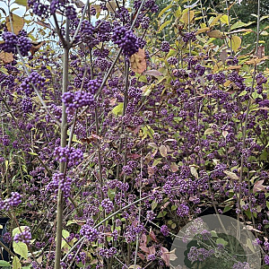 Callicarpa bod. 'Profusion' 100-120 cm 5,0L