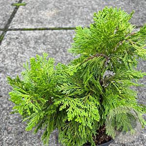 Calocedrus deccurens 'Nana' 25-30 cm 5,0L